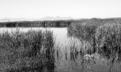 Al Hartmann  |  Tribune file photo
Howard's Slough on the Ogden Bay Waterfowl Management Area west of Hooper is both a haven for wildlife and a recreational destination for sportsmen and recreationists such as birders, hikers and mountain bikers. The area was breached three times, one natural, to prevent damage from spring runoff.